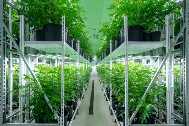 cannabis facility equipment services